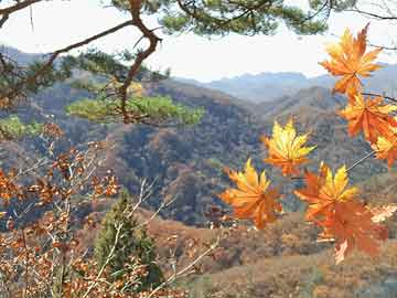 栾山村委会人事调整，重塑乡村新未来